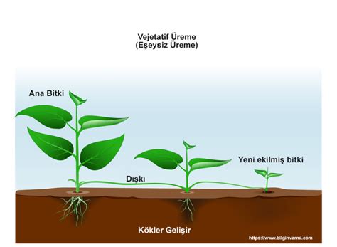 bitkilerde vejetatif üreme nedir